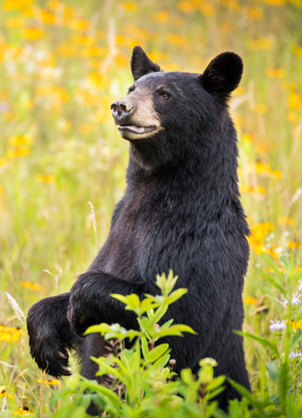 A black bear near The Baht Gatlinburg – capturing the wild Smoky Mountain charm that surrounds the best Thai restaurant in Gatlinburg. 🐻